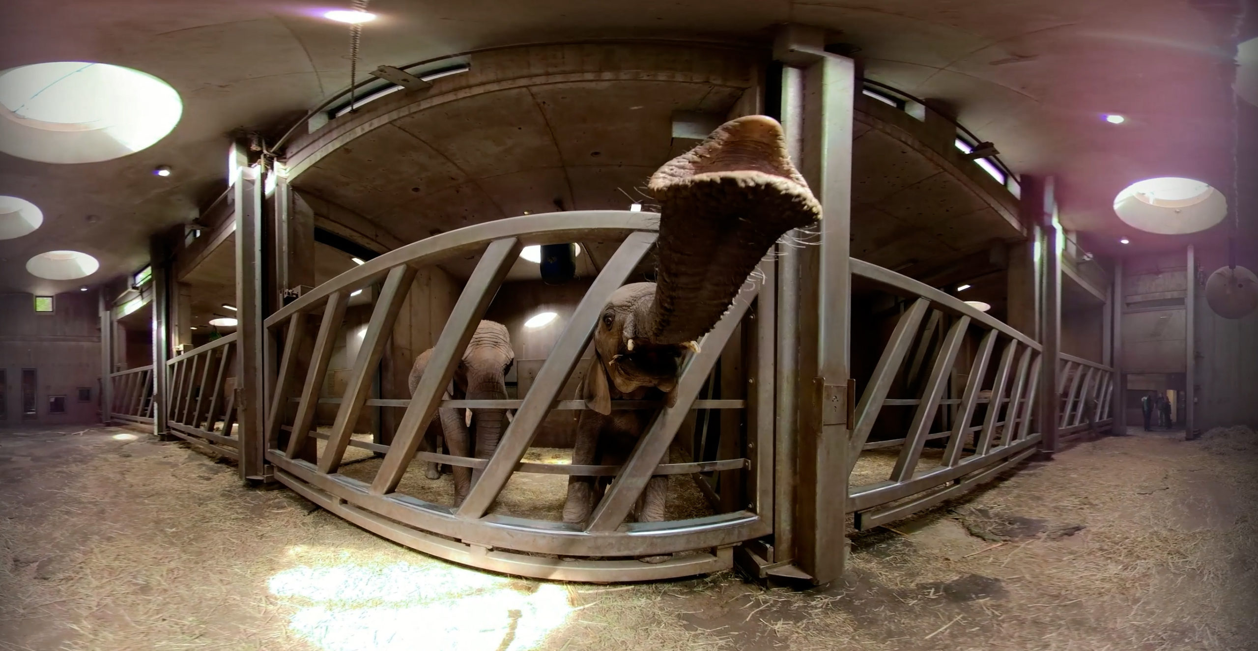 Zooerlebnis RemmyVR Urheber D_Laudowicz